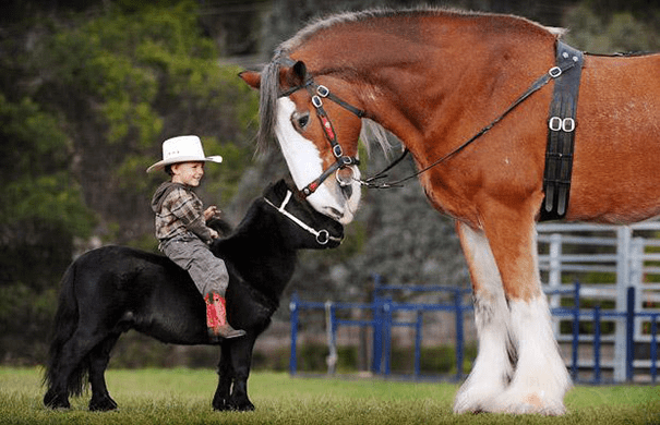 Miniature Horses 