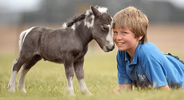 Miniature Horses 