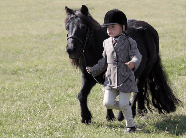 Miniature Horses 