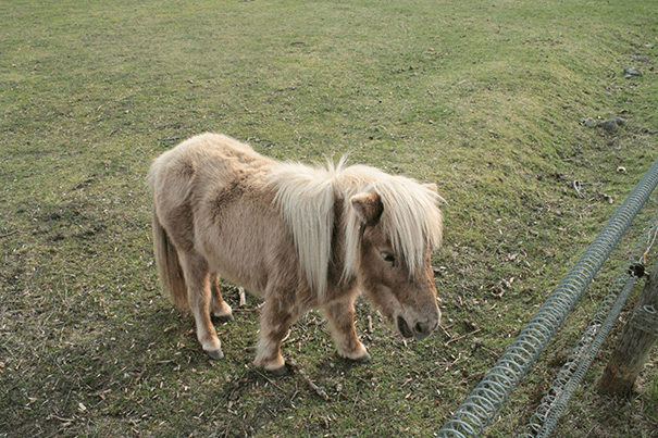 Miniature Horses 