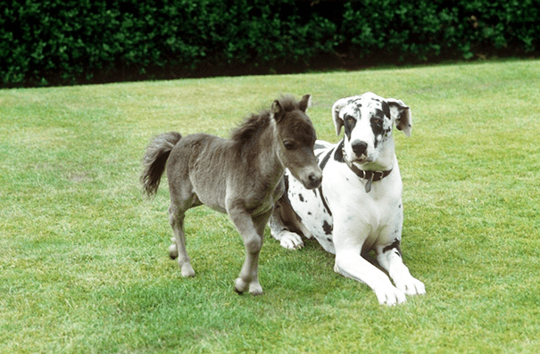 Miniature Horses 