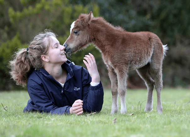 Miniature Horses 