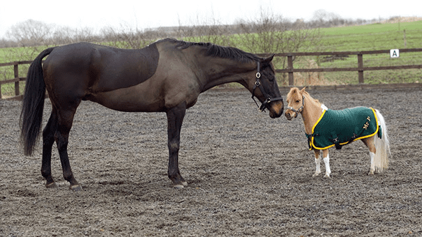 Miniature Horses 