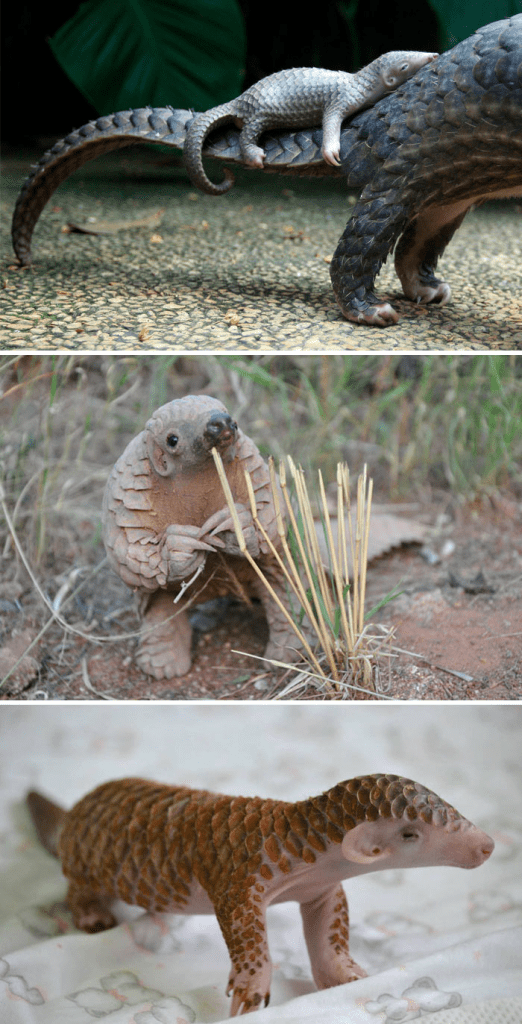 Cute Pangolin