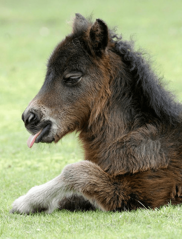 Miniature Horses 