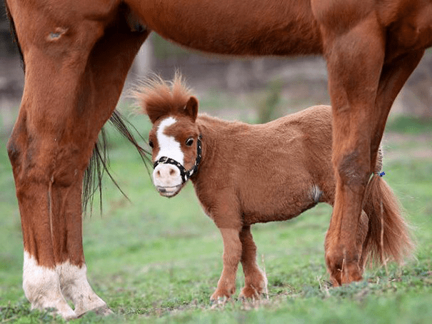 Miniature Horses 