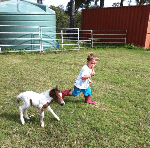 Miniature Horses 