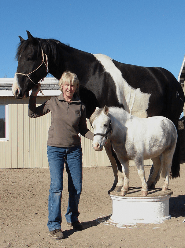 Miniature Horses 