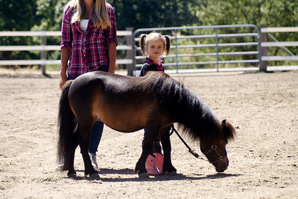 Miniature Horses 