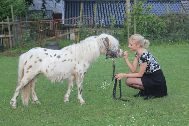 Miniature Horses 