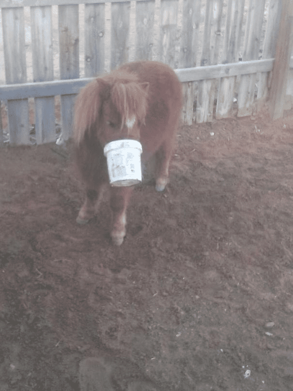 Miniature Horses 