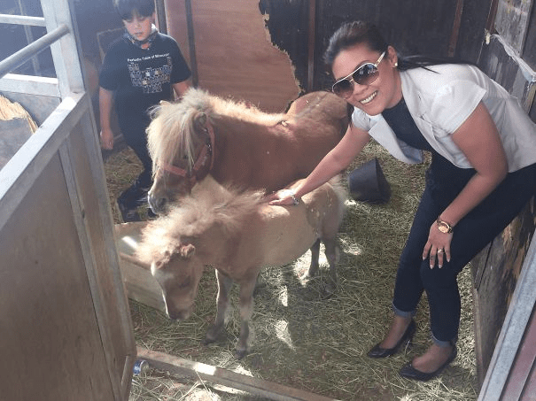 Miniature Horses 