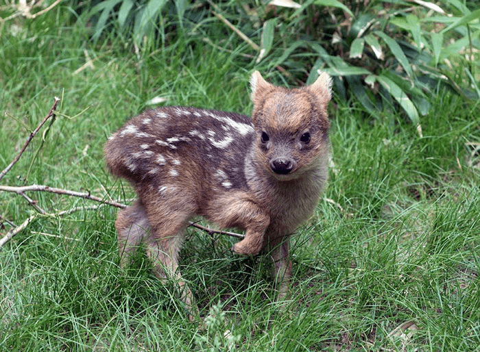 Adorable Southern Pudu Fawn