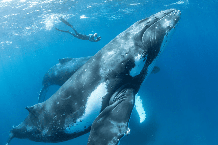 13 Photos of Humpback Whales Interacting with Humans in the Ocean.