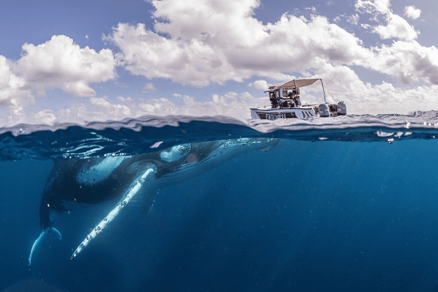 Whales Interacting with Humans 