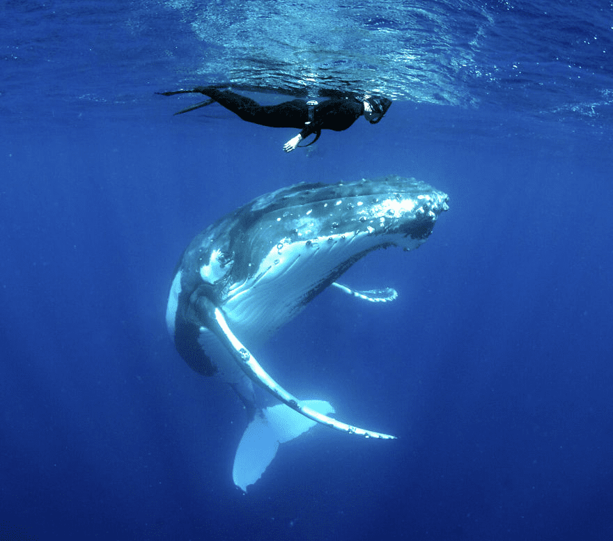 Whales Interacting with Humans 