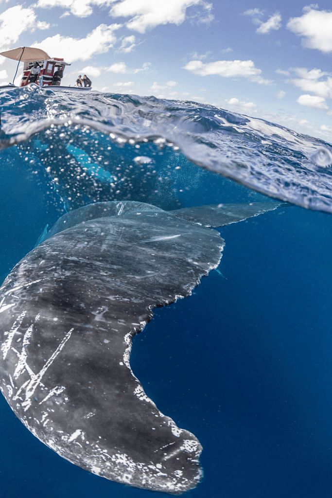 Whales Interacting with Humans 