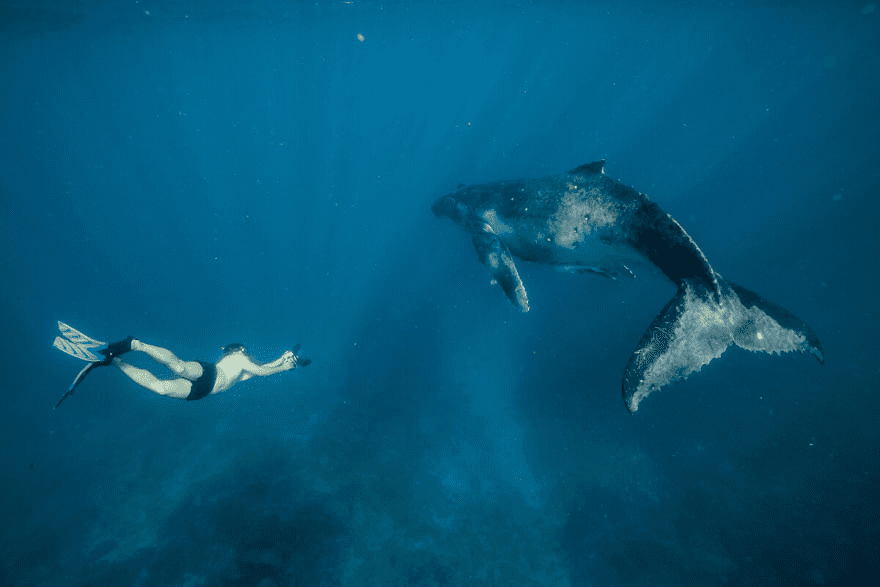 Whales Interacting with Humans 