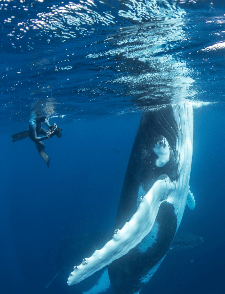 Whales Interacting with Humans 