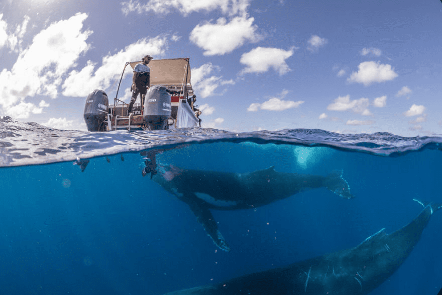 Whales Interacting with Humans 