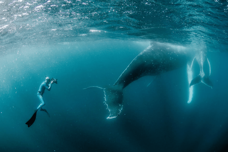 Whales Interacting with Humans 