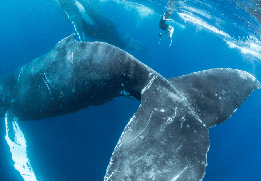 Whales Interacting with Humans 