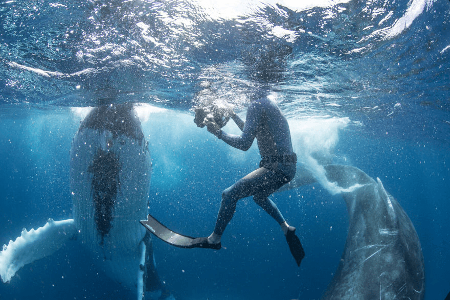 Whales Interacting with Humans 