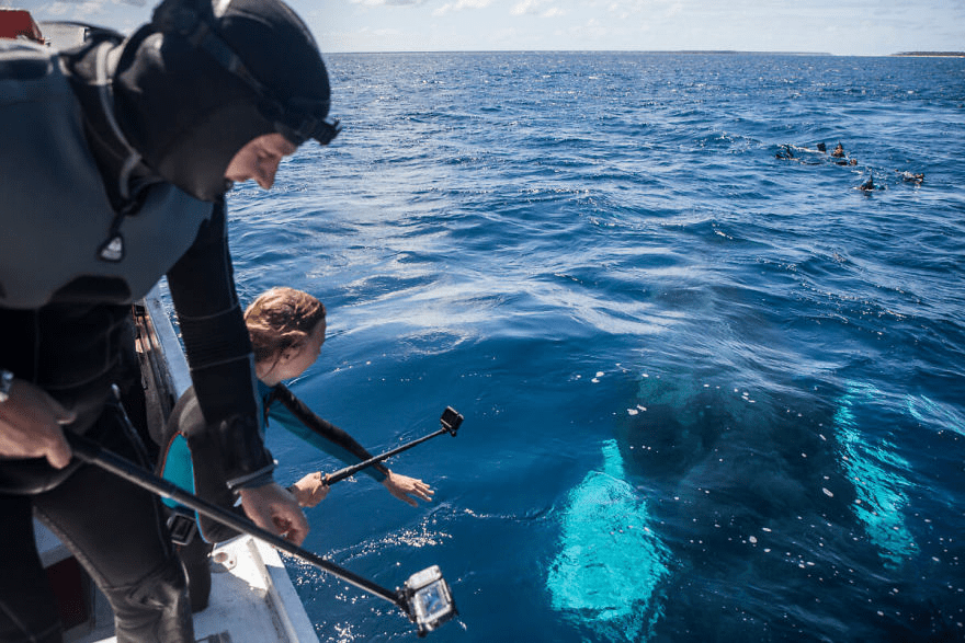 Whales Interacting with Humans 