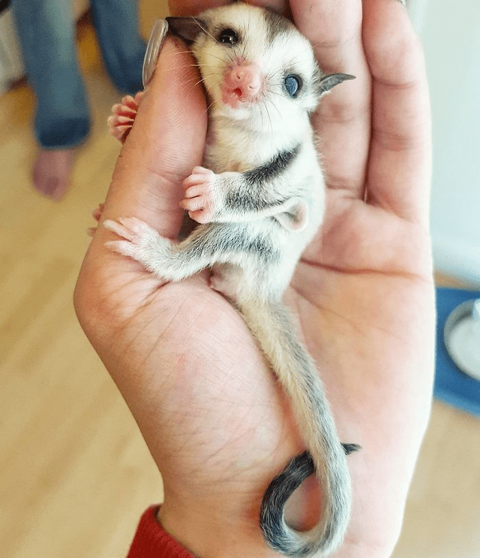 Cute Baby Sugarglider