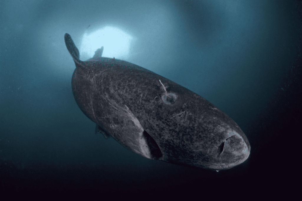 Greenland shark