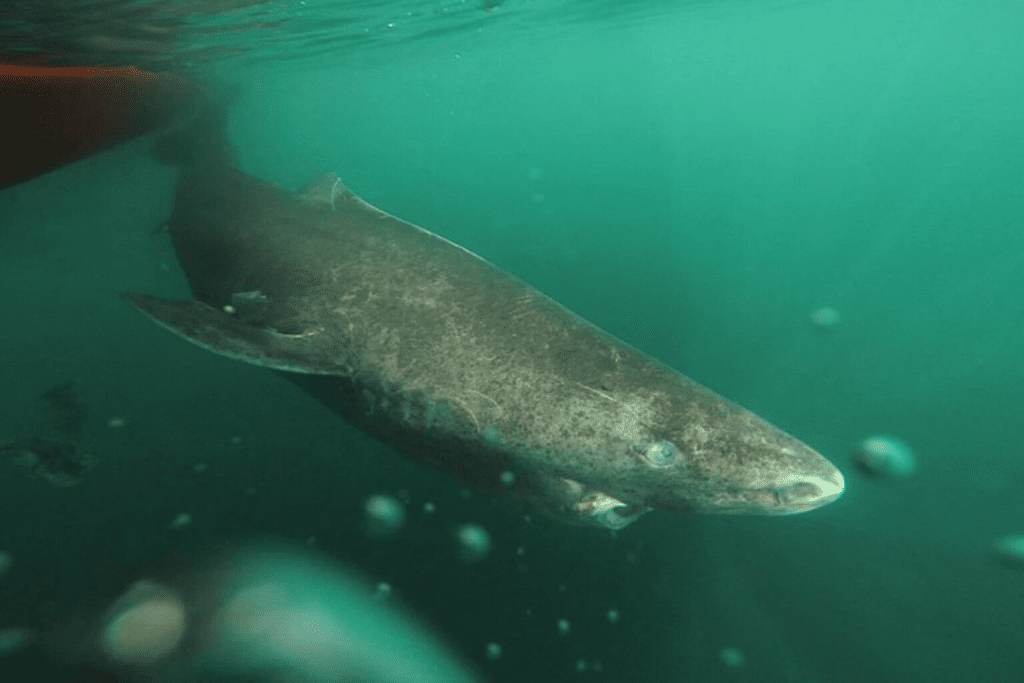 Greenland shark