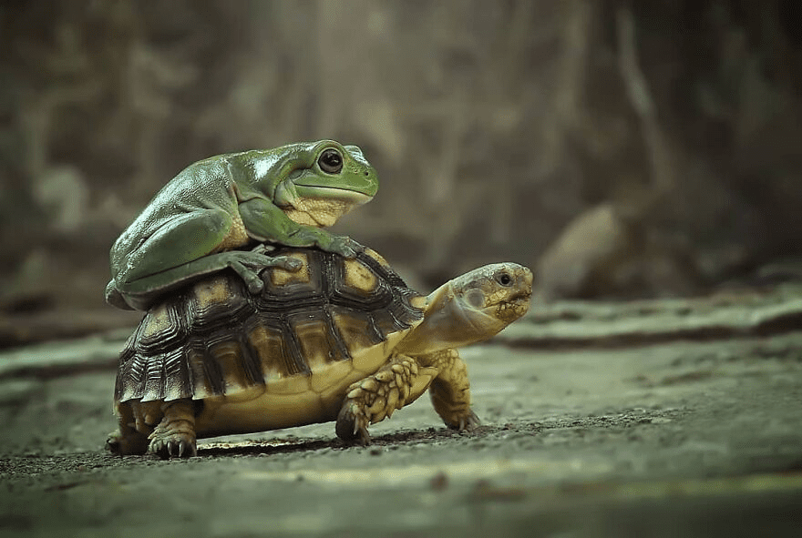 frog and turtle