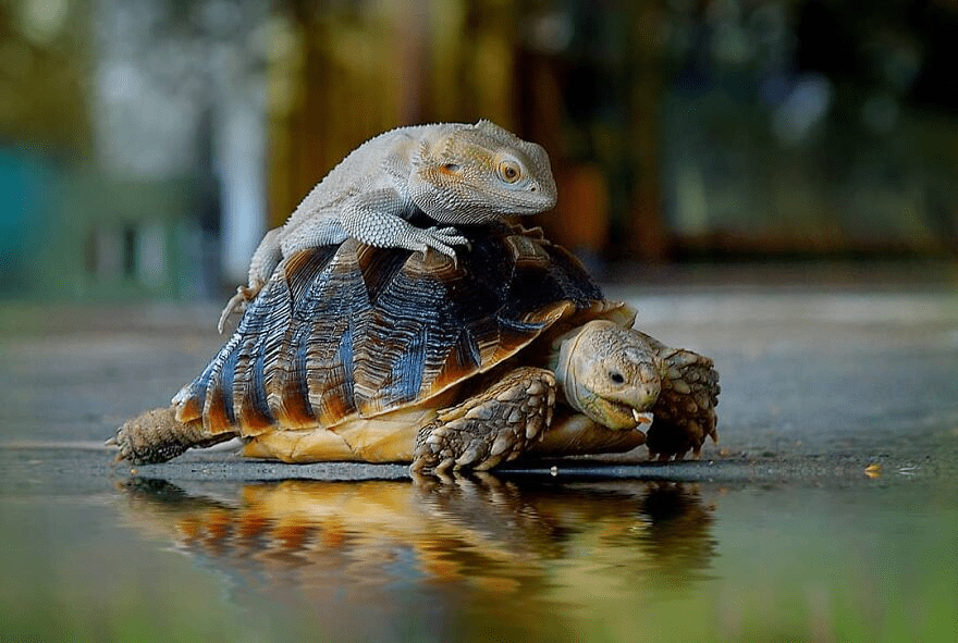 turtle