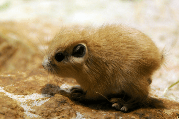 Cute Baby Gundi