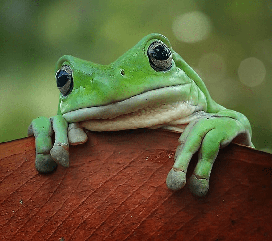 frog