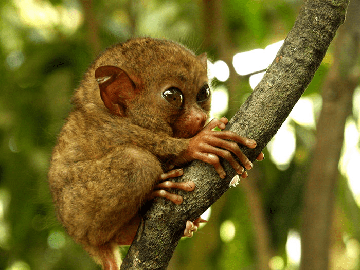 Baby Tarsier