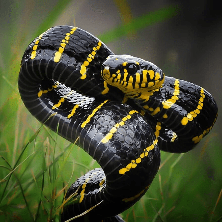 snake