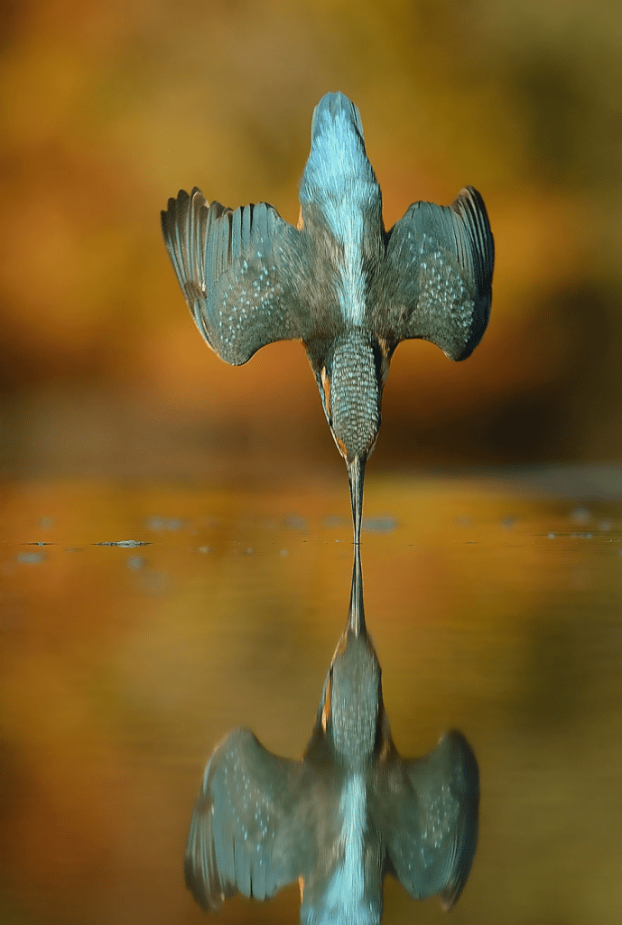 Kingfisher Bird