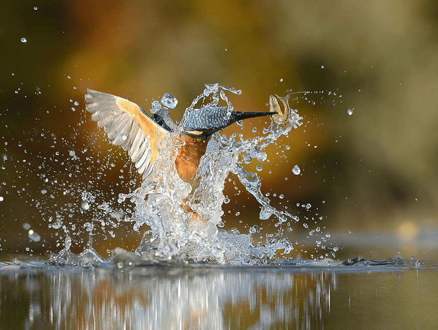 Kingfisher Bird