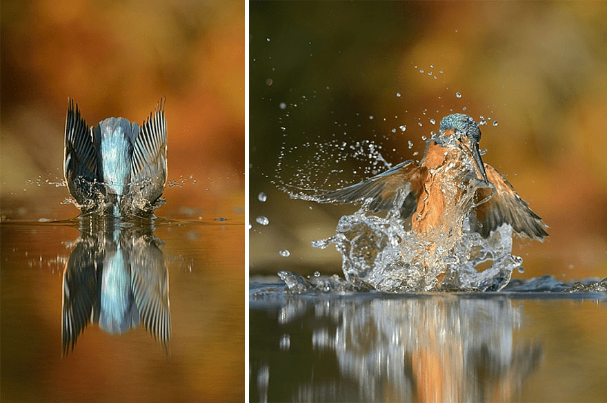 Kingfisher Bird