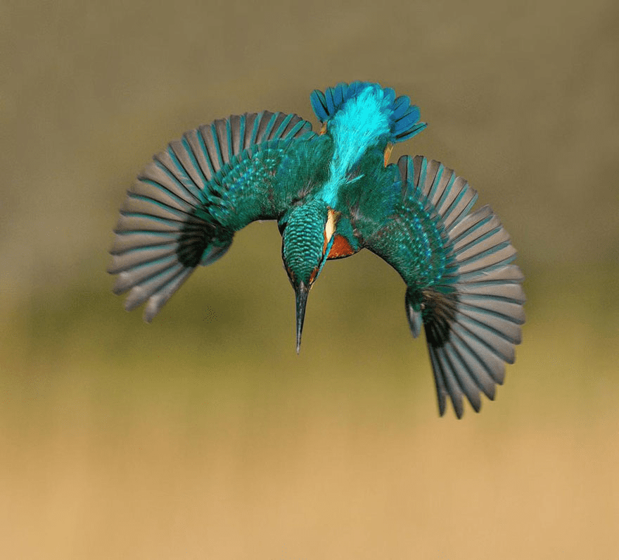 Kingfisher Bird