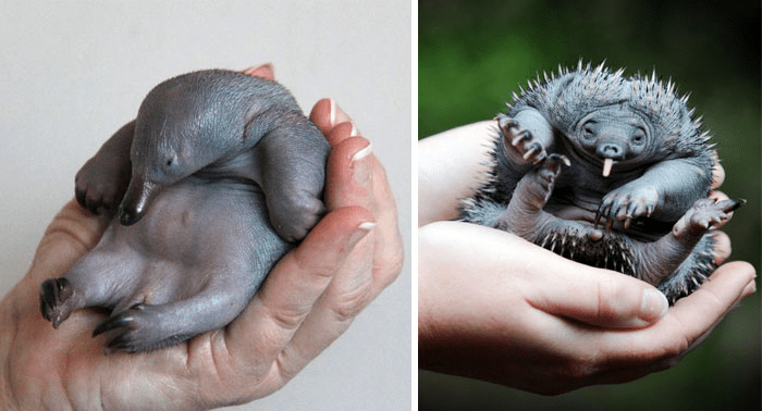 Cute Echidna Puggle