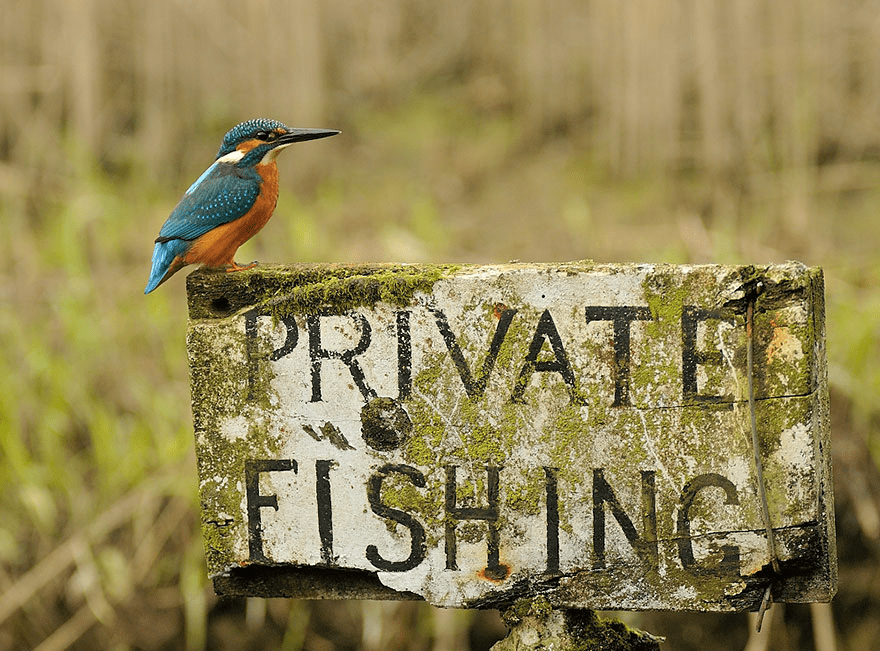 Kingfisher Bird