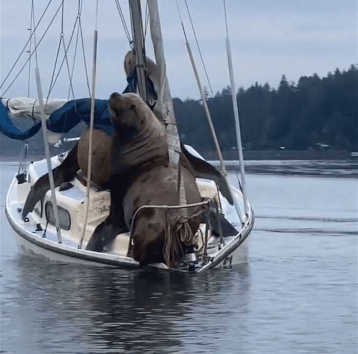 Sea Lions in a boat
