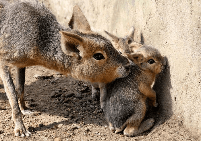 Patagonian Mara Babies