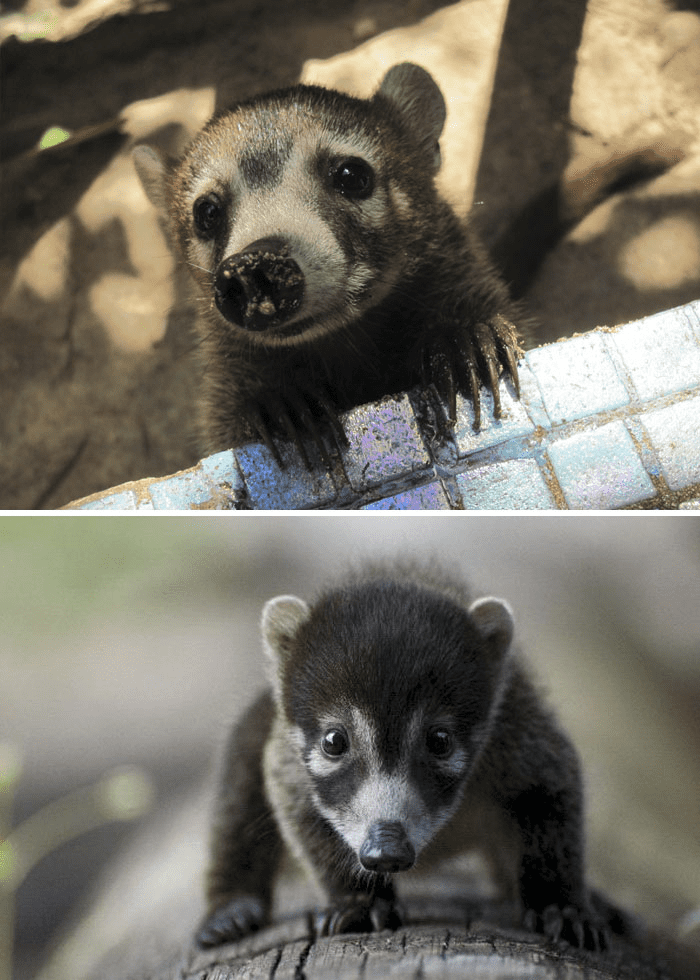 Baby White-Nosed Coati