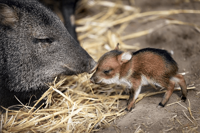 Adorable Chacoan Peccary Baby