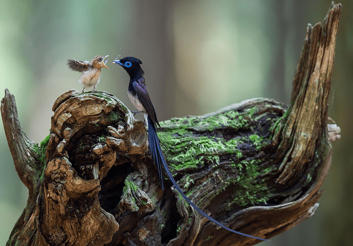 Parent Birds Taking Care of Their Young.