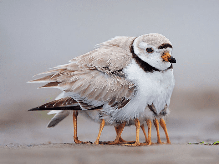 Parent Birds Taking Care of Their Young.