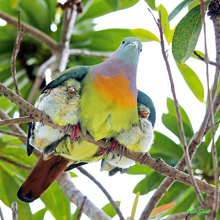 Parent Birds Taking Care of Their Young.